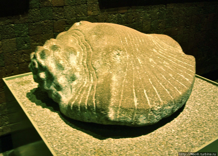 Раковина из Темпло Майор, это морское животное символизировало водную часть вселенной. Тлалокан был создан с их помощью