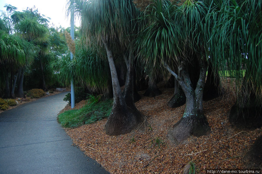Тропические деревья Брисбен, Австралия