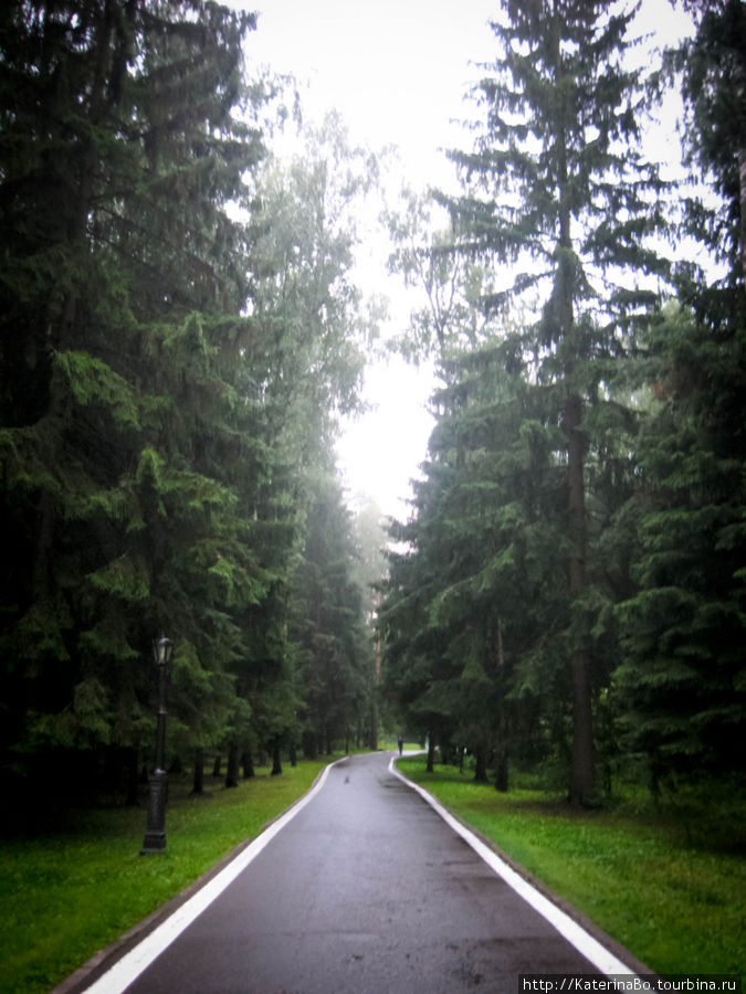 Бор красив в любую погоду. И даже в дождь по его лесам хочется гулять. Домодедово, Россия