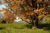 Деревья украшали  ландшафт своей осенней листвой