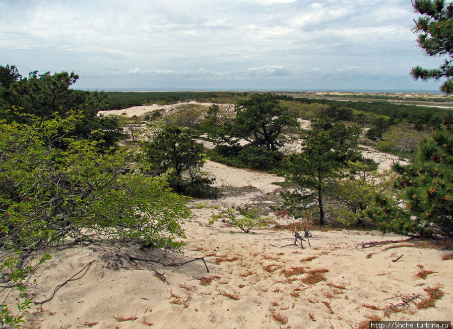 Цветущие дюны мыса Кейп-Код. Пешком по пескам Национальное побережье Кейп-Код, CША