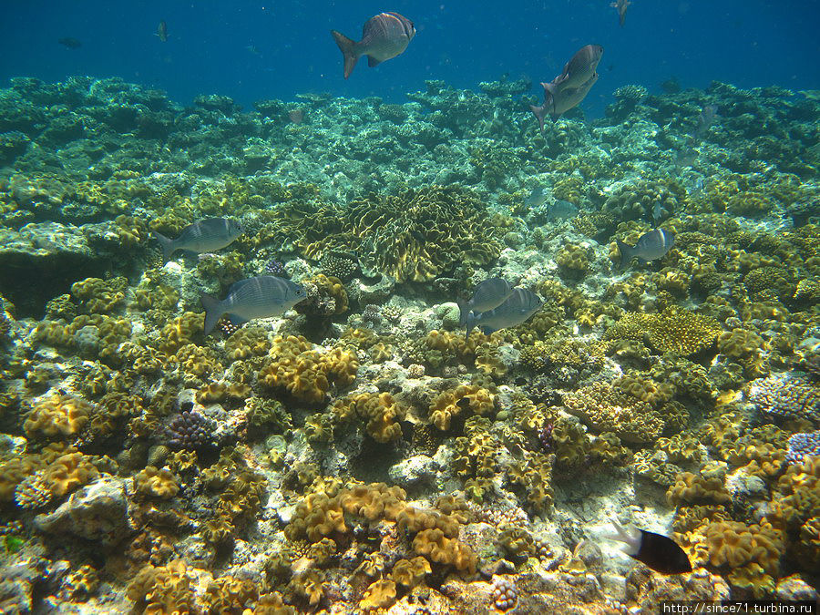 В поисках золотой рыбки Большой Барьерный Риф, Австралия