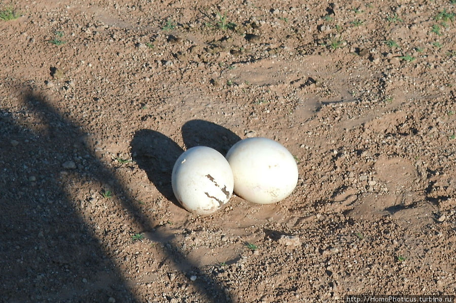 Страусиная кладка яиц Область Карас, Намибия