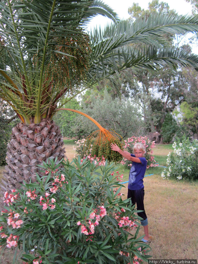 Порт эль Кантауи,  Zoo-Botanic Park OASIS, страусиное яйцо. Тунис