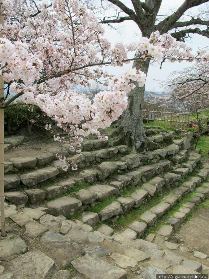 По этим ступенькам поднимались на стены защитники крепости Хиконэ, Япония