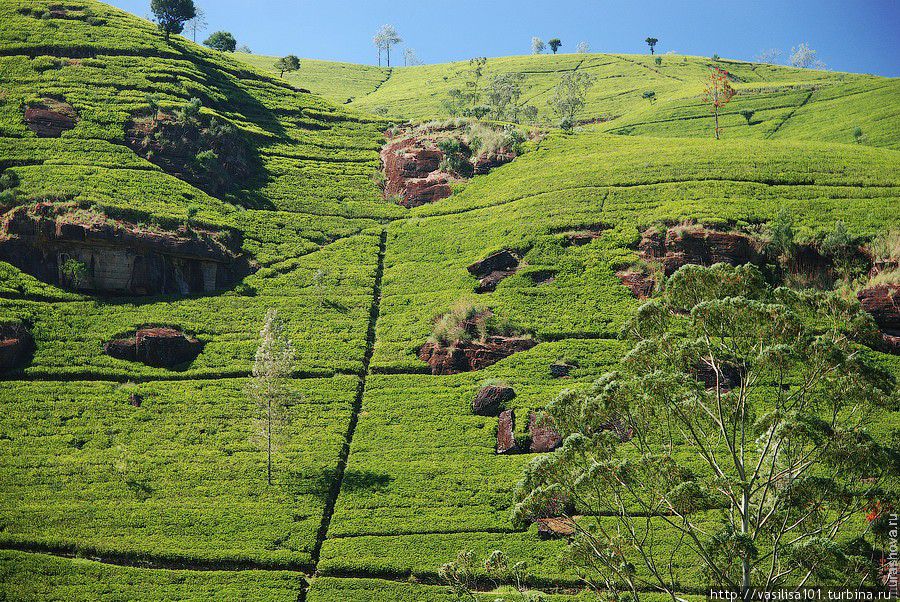 Пожить в английском особняке, посмотреть на чайные плантации Нувара Элия, Шри-Ланка