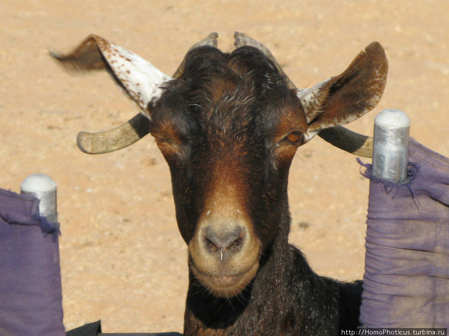местные козы... Остров Сокотра, Йемен