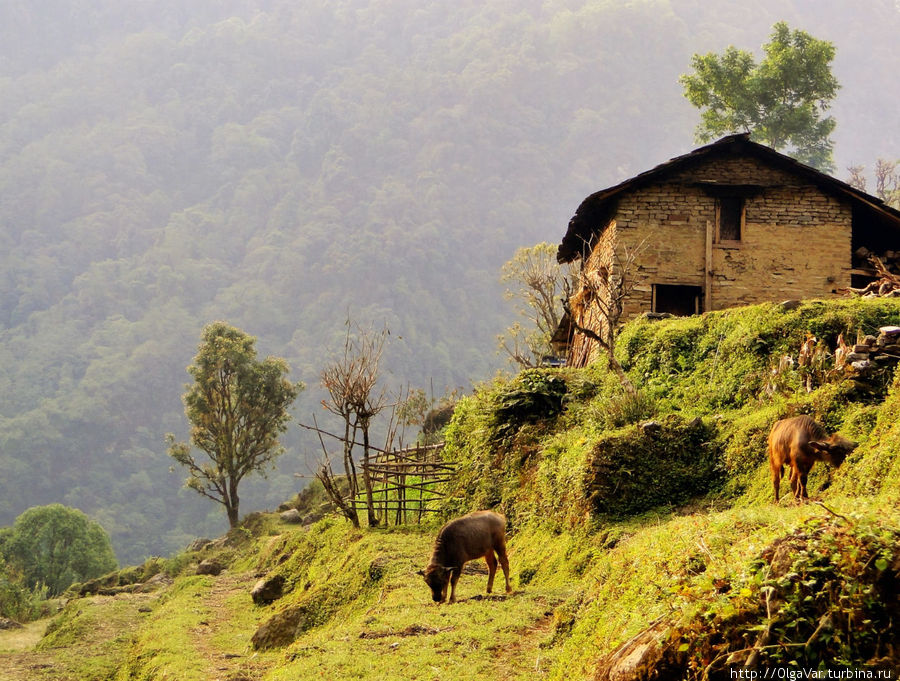 Деревенские «страдания», или доля ты, непальская долюшка…