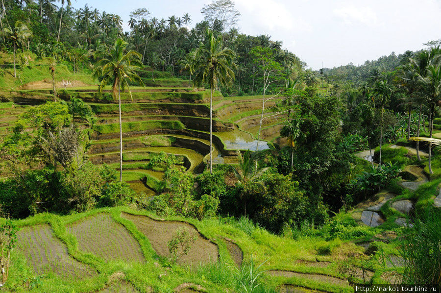 Рисовые терассы Бали, Индонезия