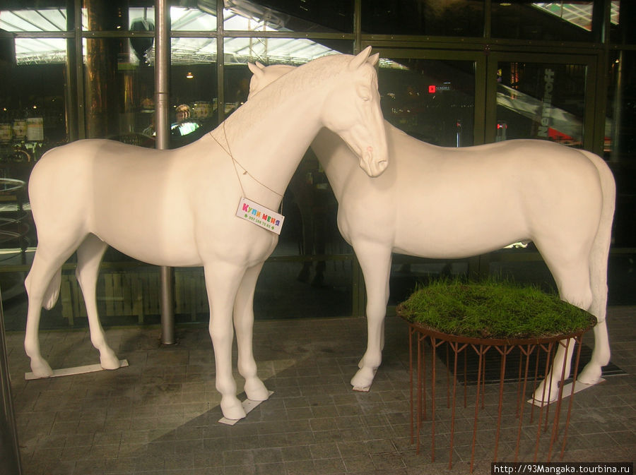Купите лошадь Киев, Украина