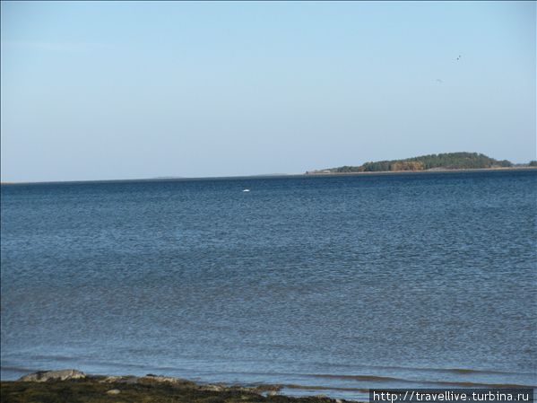 Белое море, мыс Вардя, вдалеке еле видна спина белухи Республика Карелия, Россия