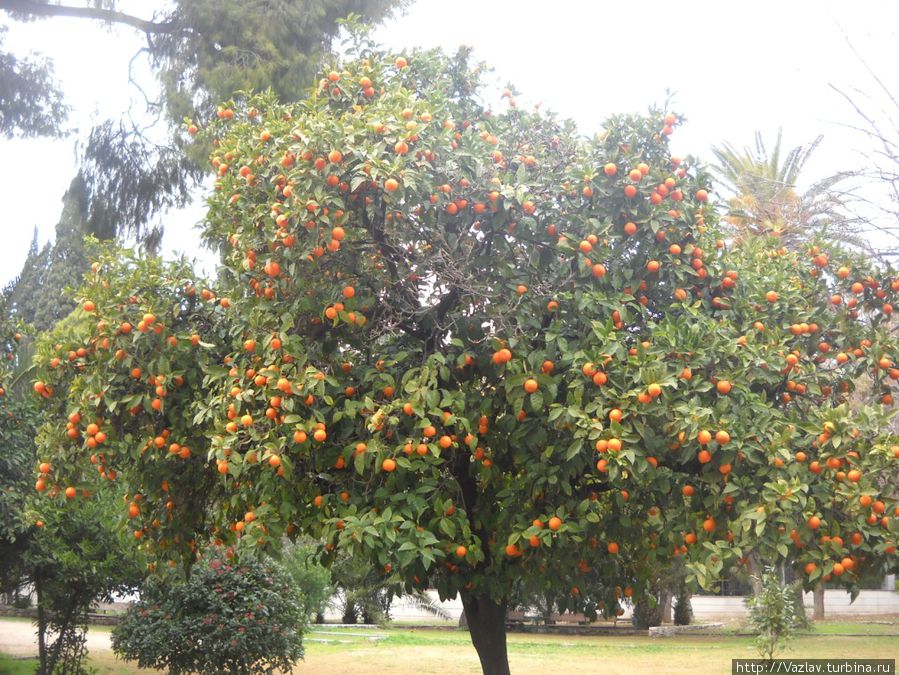 Апельсиновое дерево Афины, Греция