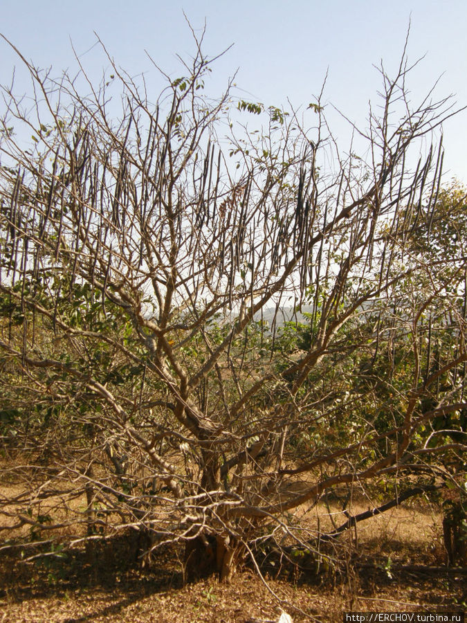 Хвойный лес Далаба, Гвинея