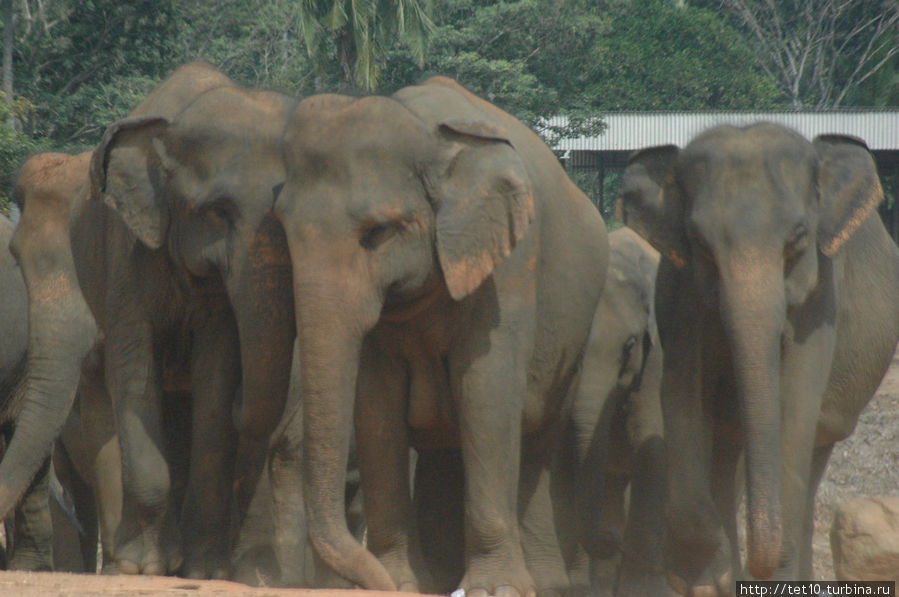 Слоники Пиннавала, Шри-Ланка