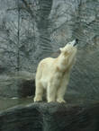 В зоопарке Праги вы сможете увидеть не только белых медведей и пингвинов, но и обитателей южных широт.