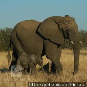 Cлоны на прогулке Национальный парк Крюгер, ЮАР