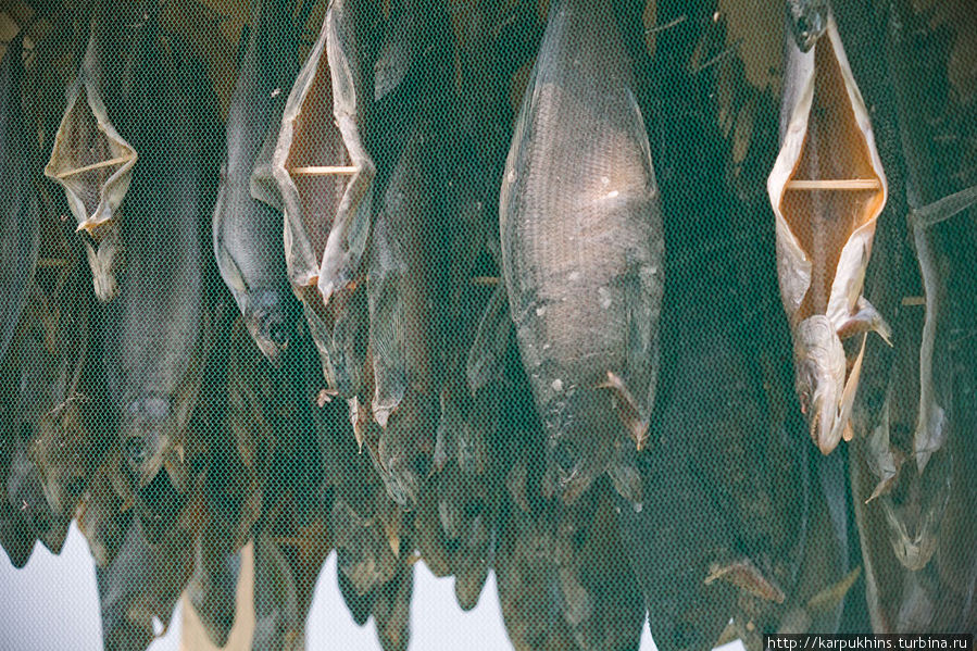 Рыба. Сетка обязательна для защиты от мух. Озеро Момонтай, Россия