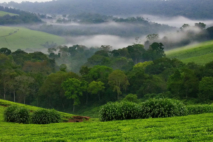 Хотя преобладающий цвет Уганды, конечно же, зелёный.
Лёгкий утренний пар над чашкой чая.
Над чашкой-плантацией чая... Уганда