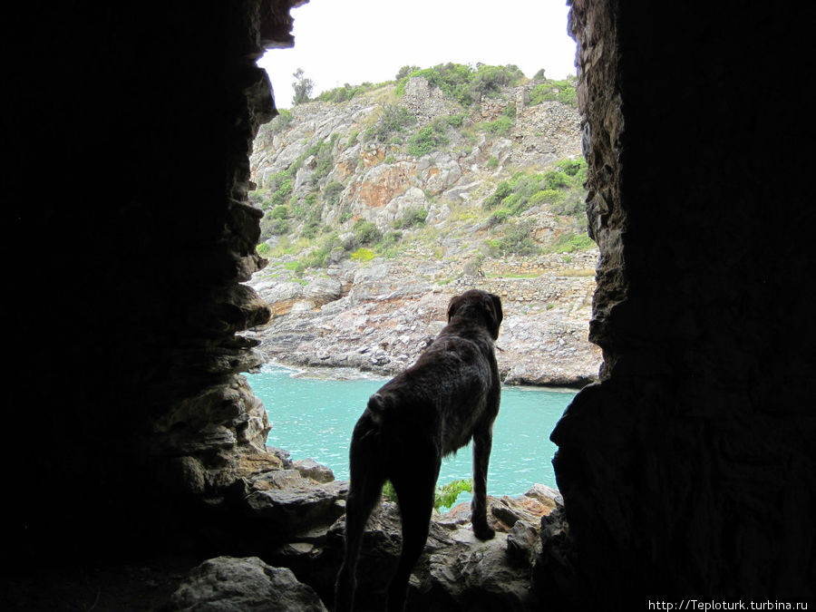 Вид из окна интересен даже собаке Газипаша, Турция