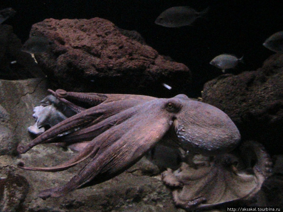 Осьминог в барселонском аквариуме. Ллорет-де-Мар, Испания