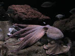 Осьминог в барселонском аквариуме.