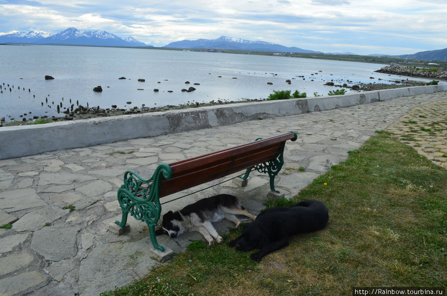 Типичная картинка для Чили — собаки на улице. Эти отдыхают после обеда Пуэрто-Наталес, Чили