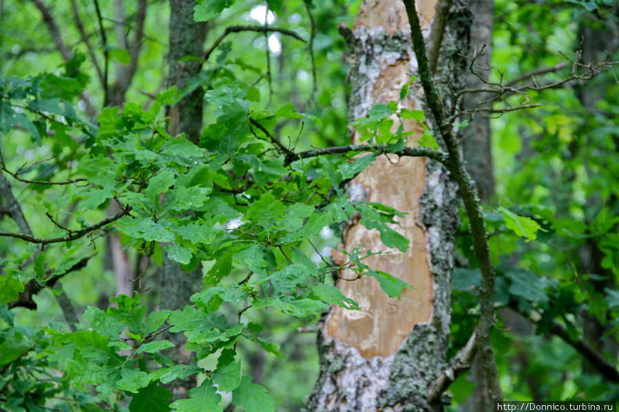 вот на этом дереве дятел хорошо постарался и основательно разрушил его кору Орловское Полесье Национальный Парк, Россия