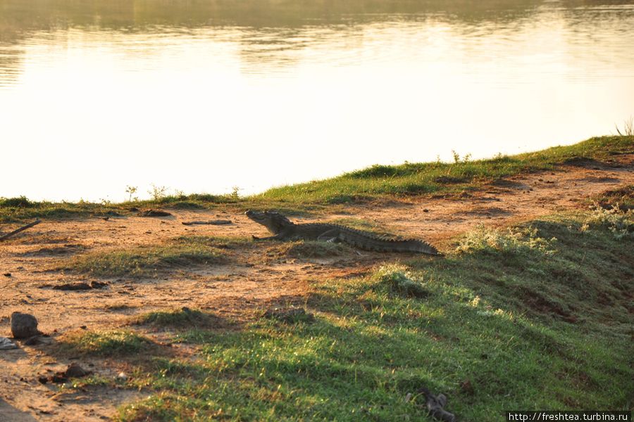 Болотный крокодил выбрался на дамбу не только ради солнечных ванн, но что у него будет на завтрак, нам спорить было некогда — парк уже проснулся. Шри-Ланка