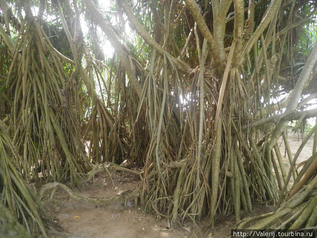 Это и есть мангровые деревья Шри-Ланка