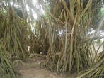 Это и есть мангровые деревья