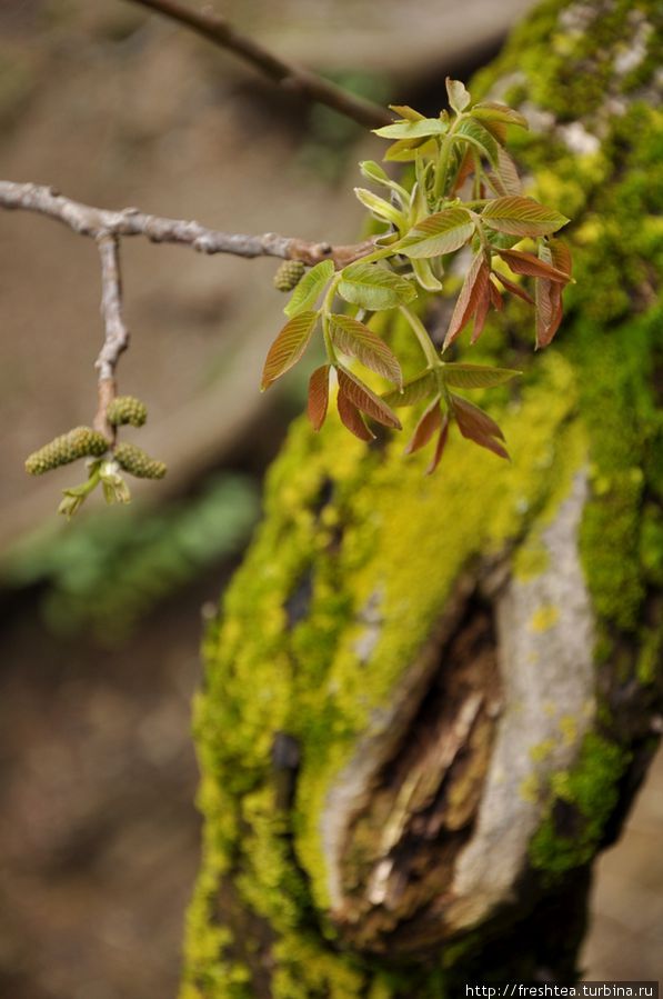 Новая весна — новые надежды: храмовые деревья . Ананури, Грузия