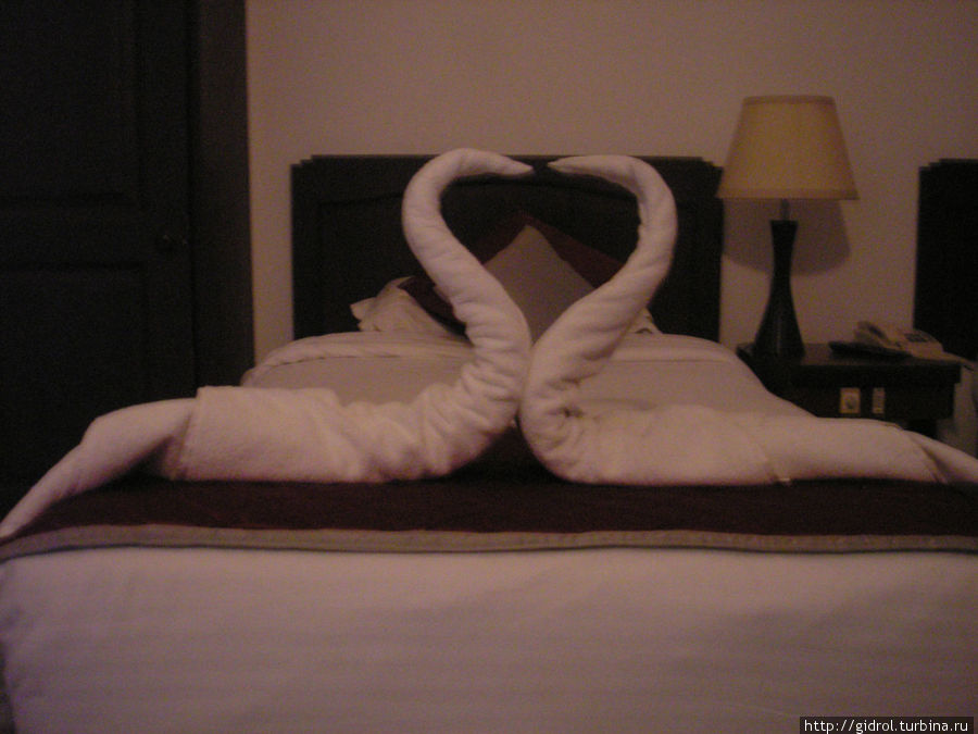 Лебеди, которые нас ожидали в гостинице на день Св.Валентина. Анжуна, Индия