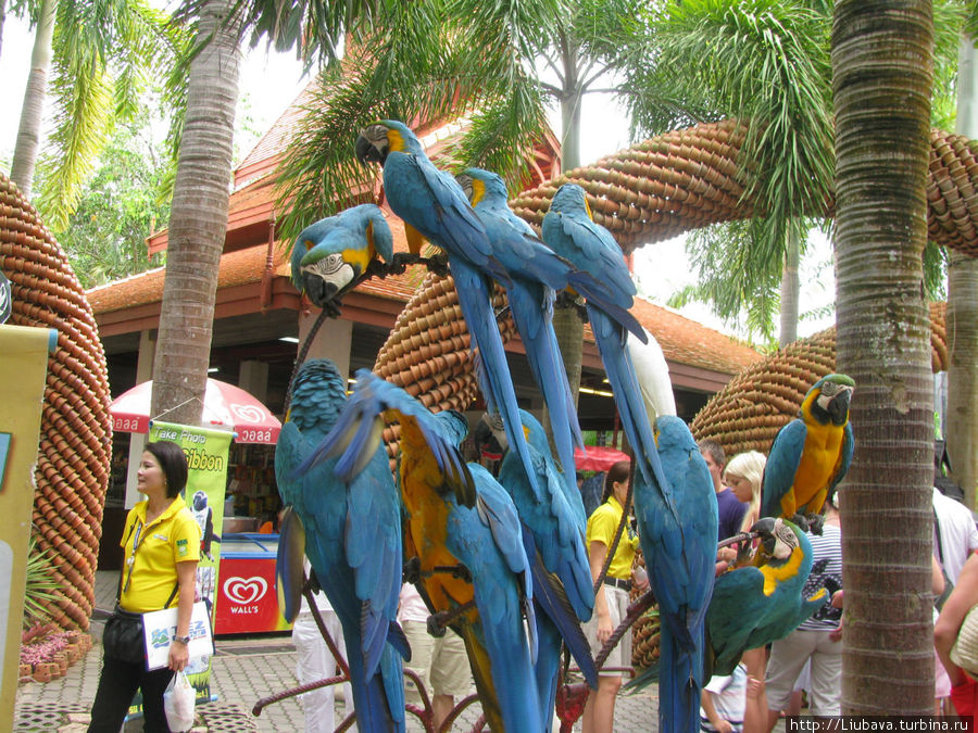 Попугаи Таиланд