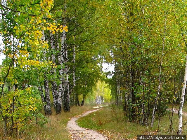 В лесу на левом берегу Оки Павлово, Россия