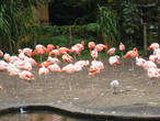 Розовые фламинго в Зоопарке