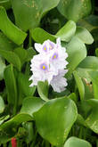 Водный гиацинт — главный цветок озера Инле