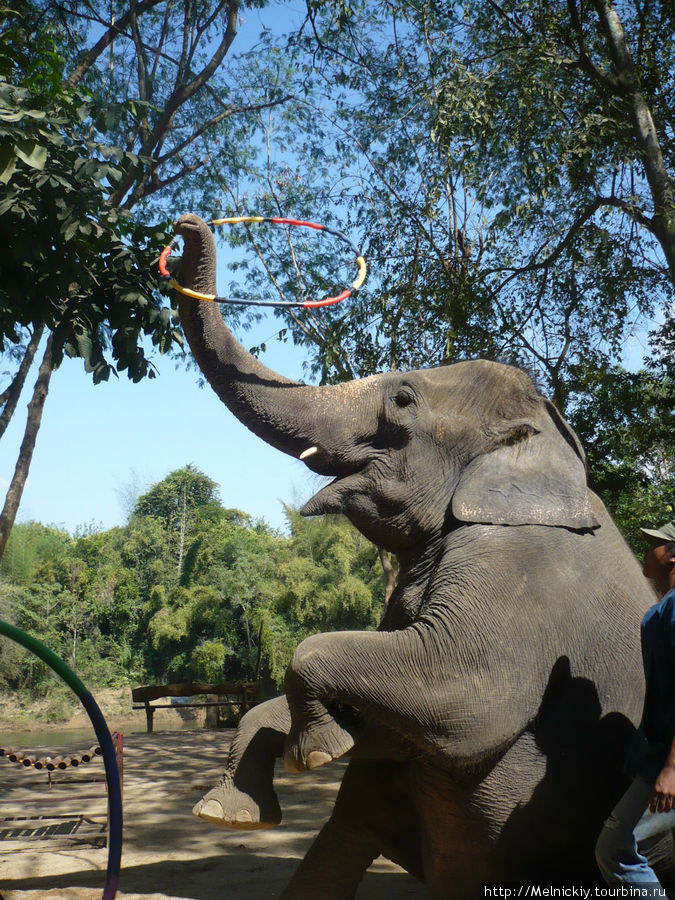 Прогулка на слонах и слоновье шоу Канчанабури, Таиланд