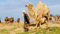 Верблюды не редкость в пустынях Прикаспия. Напиток из верблюжьего молока – шубат, очень популярен в этих краях