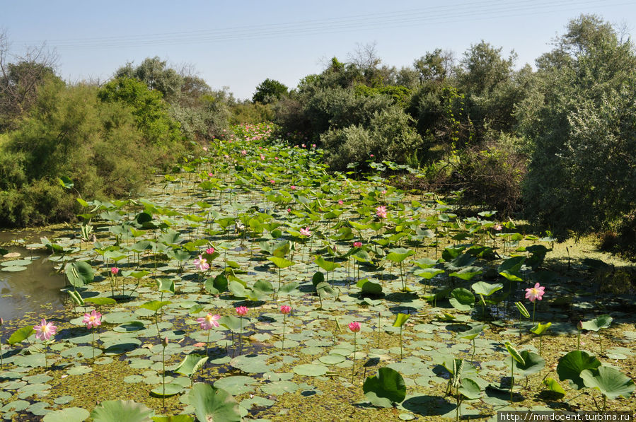Как цветет лотос в Дагестане Дагестан, Россия