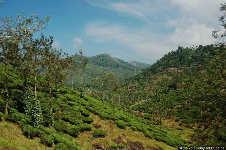Плантации раскинулись на сотни квадратных километров. Чай довольно прихотлив — в этих широтах он может расти только в диапазоне высот 1000-2000 метров над уровнем моря. И чтобы дождей было много. Зато уж там, где он расти все же может, им засаживают все. Штат Керала, Индия