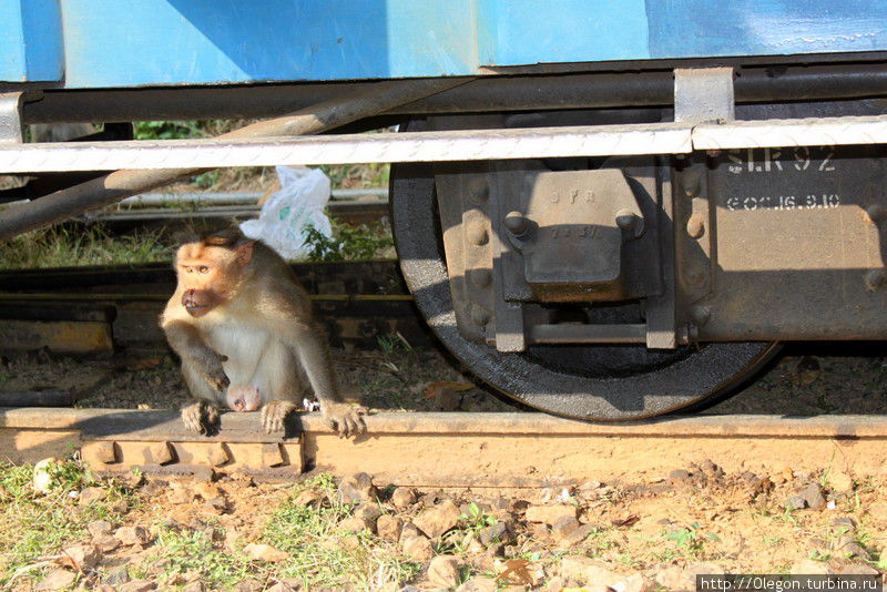 Под колёсами поезда Ути, Индия
