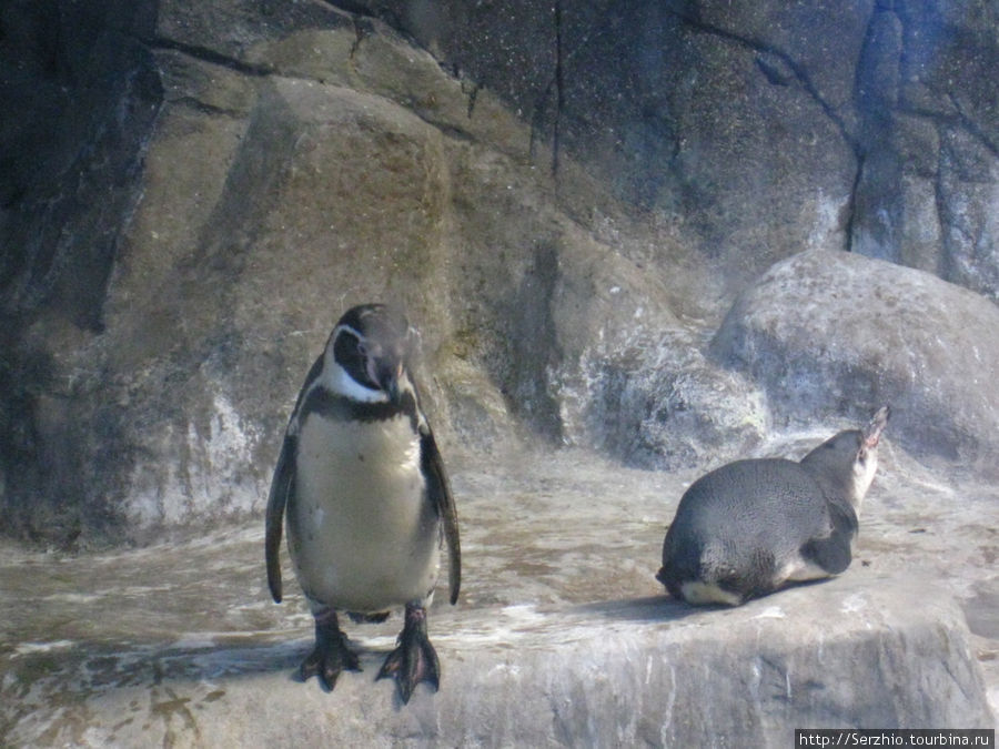 Пингвины Москва, Россия