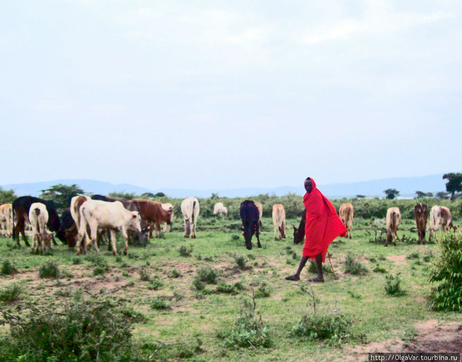Масай-скотовод Масаи-Мара Национальный Парк, Кения