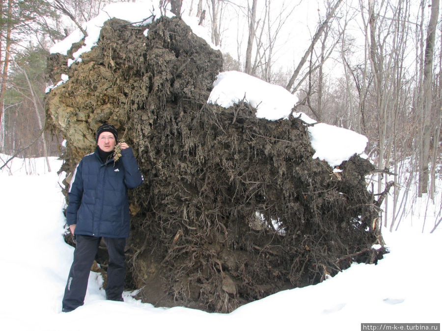 Корни дерева, вырванные с корнем Касли, Россия