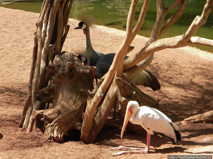 Ещё немного про зоопарк  Фуэнхирола или Что скрывает  баобаб Фуэнхирола, Испания