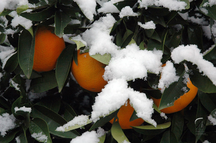 А потом пришел снег и запорошил все неубранные апельсины Бар, Черногория