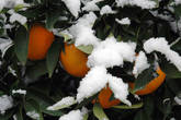 А потом пришел снег и запорошил все неубранные апельсины