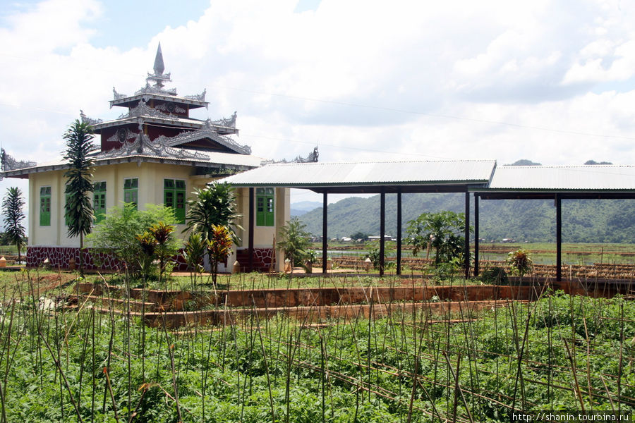 Помидорное поле на территории монастыря Ньяунг-Шве, Мьянма