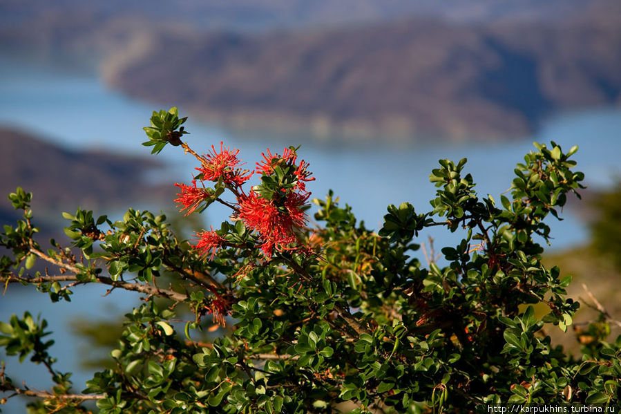 Скудна местная природа на цветы. Но кое-что всё же встречается. Национальный парк Торрес-дель-Пайне, Чили